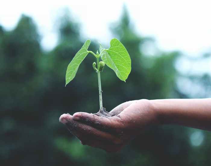 person holding a green plant