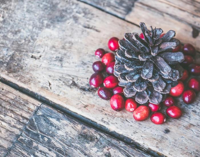 brown pine cone surrounded by red cranberry photography